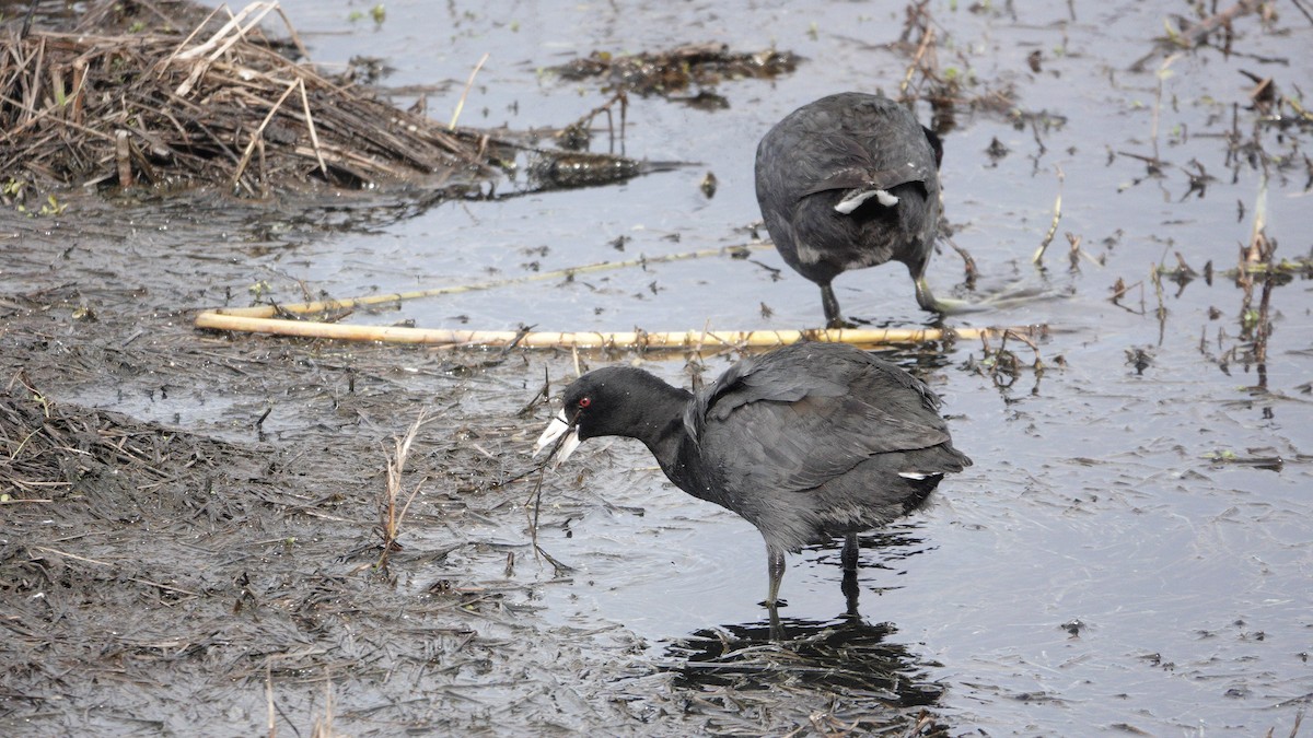 American Coot - ML617679237