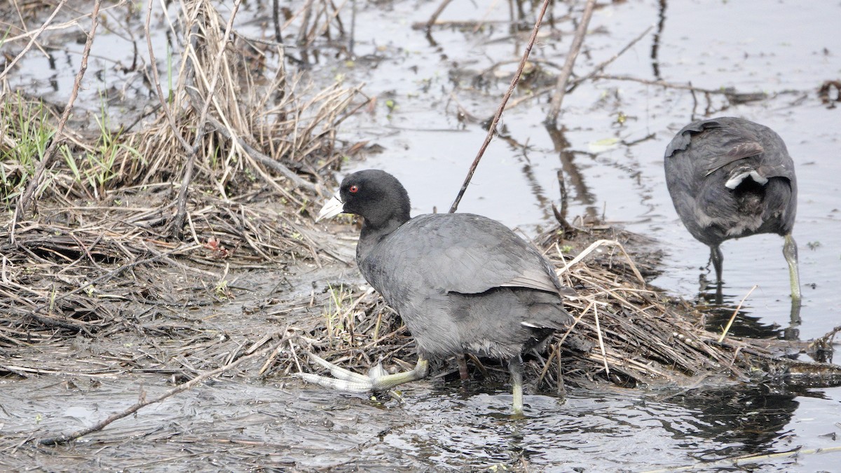 American Coot - Wink Gross