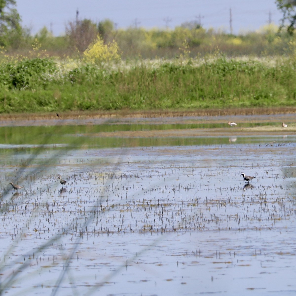 Black-bellied Plover - ML617679247