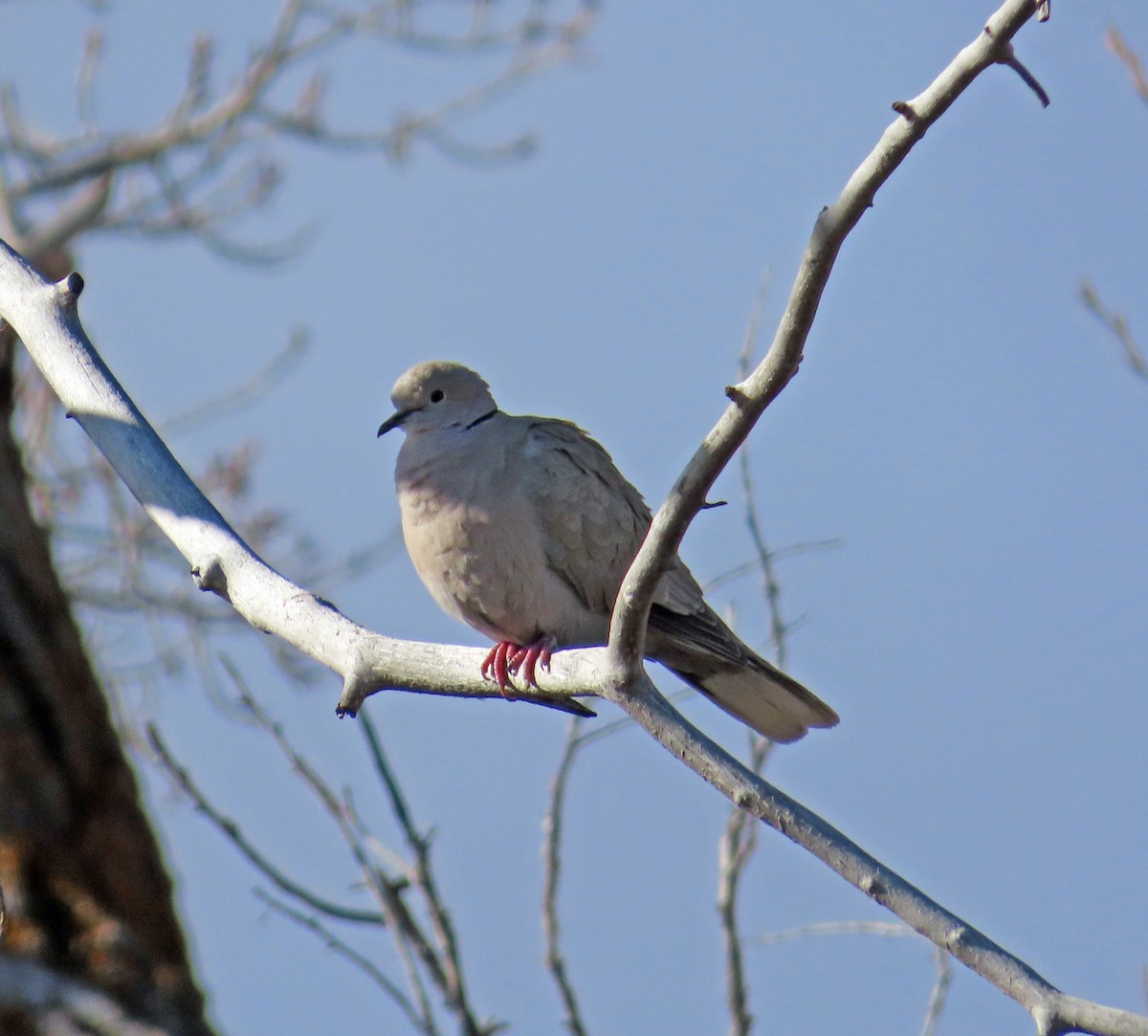 Eurasian Collared-Dove - JoAnn Potter Riggle 🦤