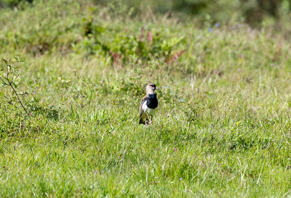 Southern Lapwing - ML617679340