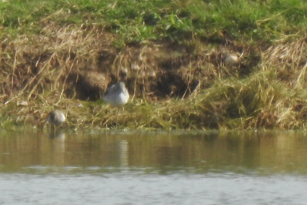 Common Greenshank - ML617679349