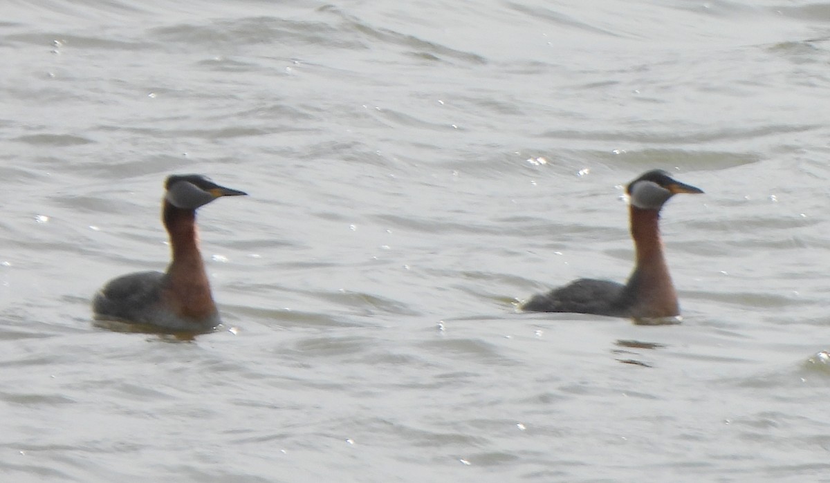 Red-necked Grebe - Richard and Janice Drummond