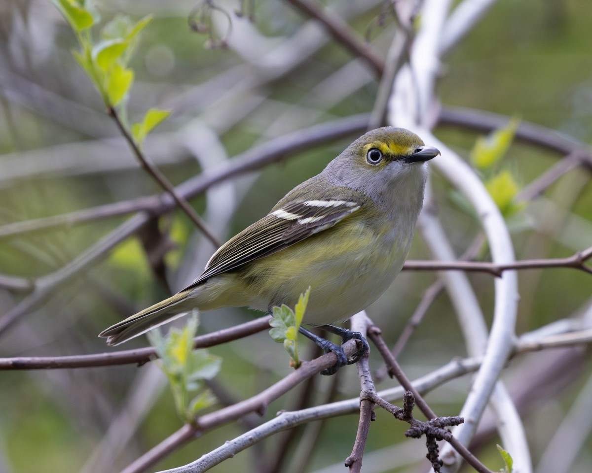 Ak Gözlü Vireo - ML617679361