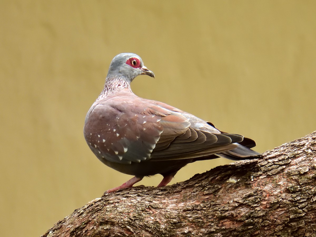 Speckled Pigeon - Scott Rager