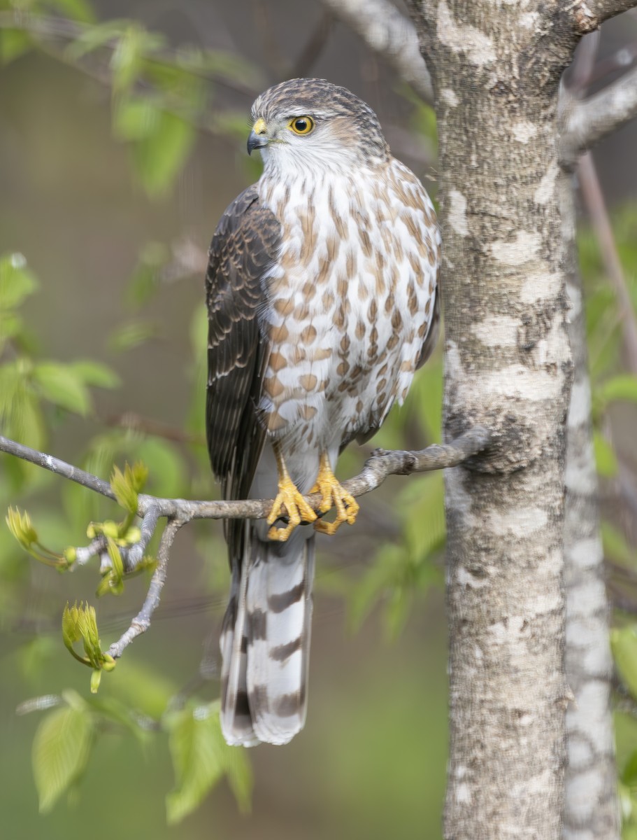 Sharp-shinned Hawk (Northern) - Peter Kondrashov