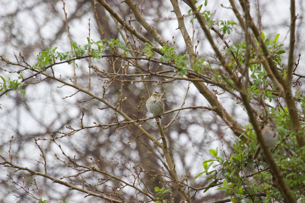 Savannah Sparrow - ML617679374