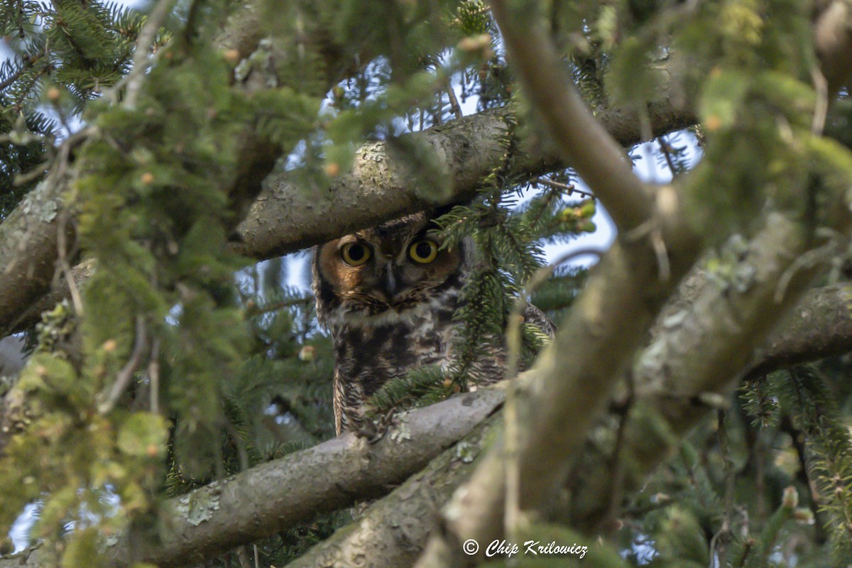 Great Horned Owl - ML617679396