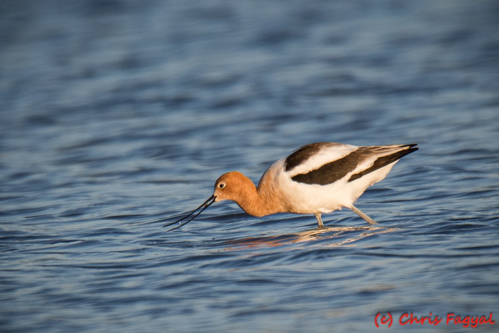 Avocette d'Amérique - ML617679450