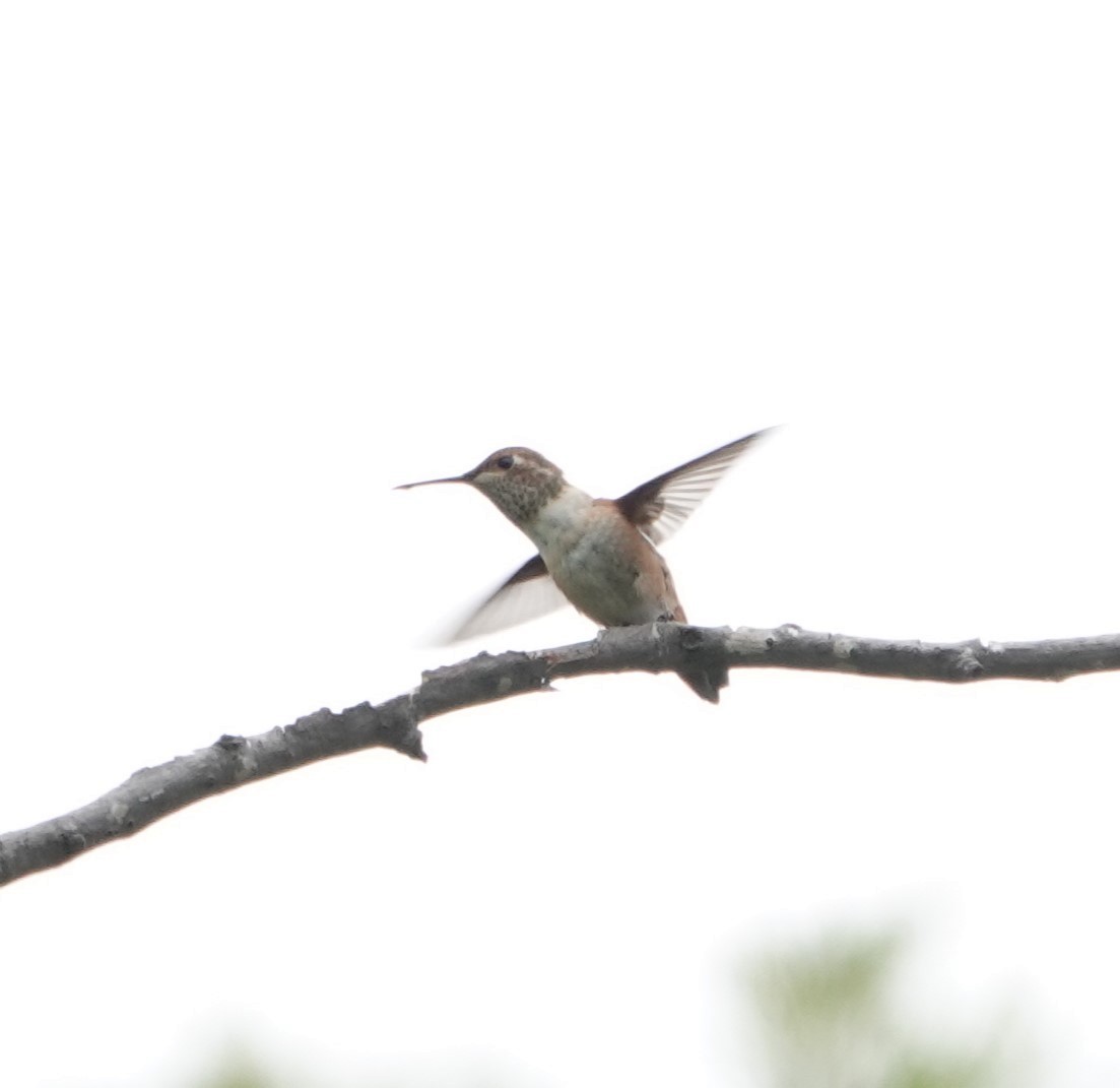 Rufous/Allen's Hummingbird - Sylvia Afable