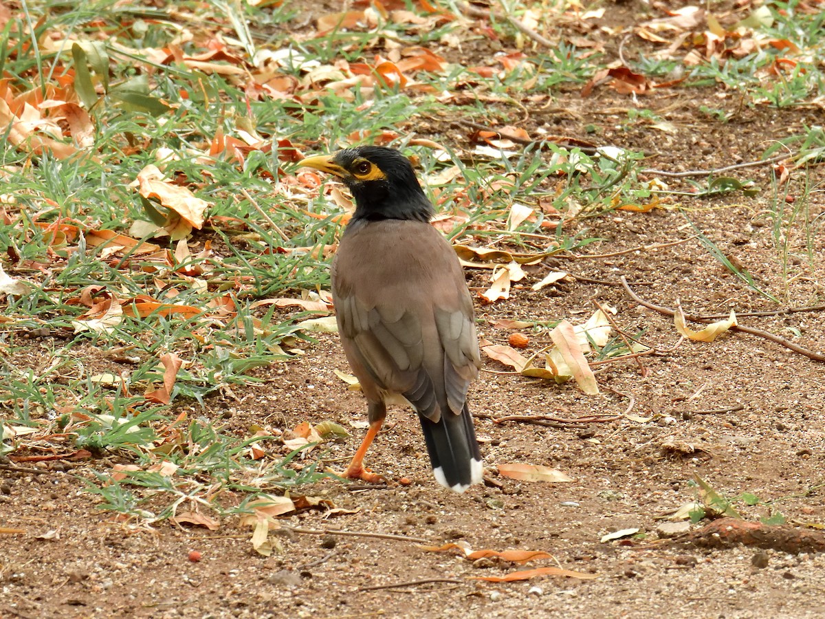 Common Myna - Scott Rager