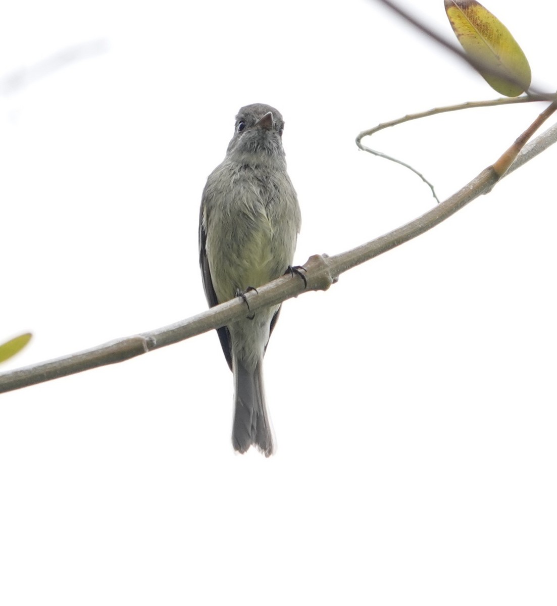 Hammond's Flycatcher - ML617679495