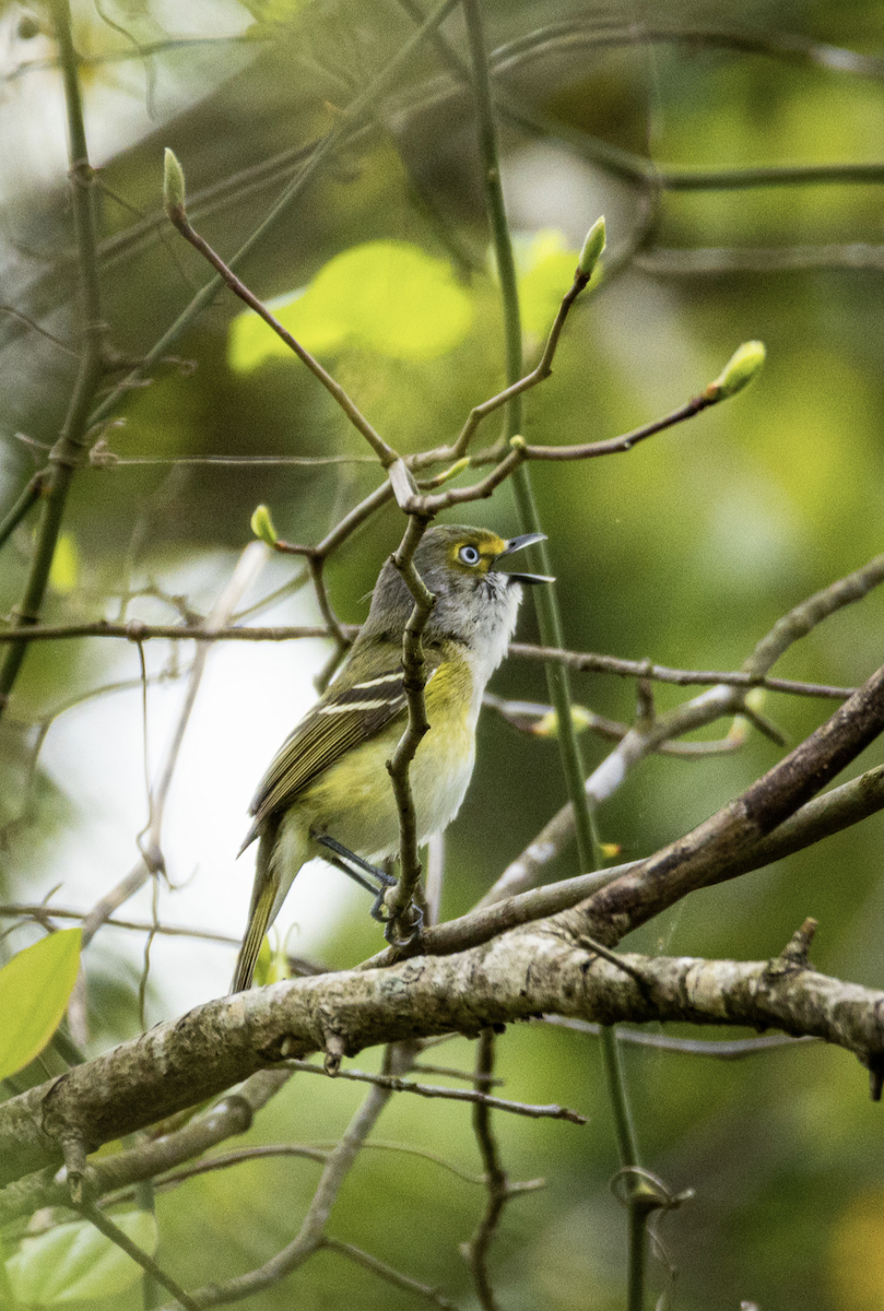 Ak Gözlü Vireo - ML617679541