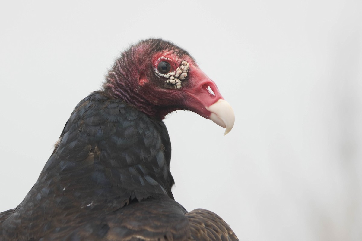 Turkey Vulture - Megan Kasprzak