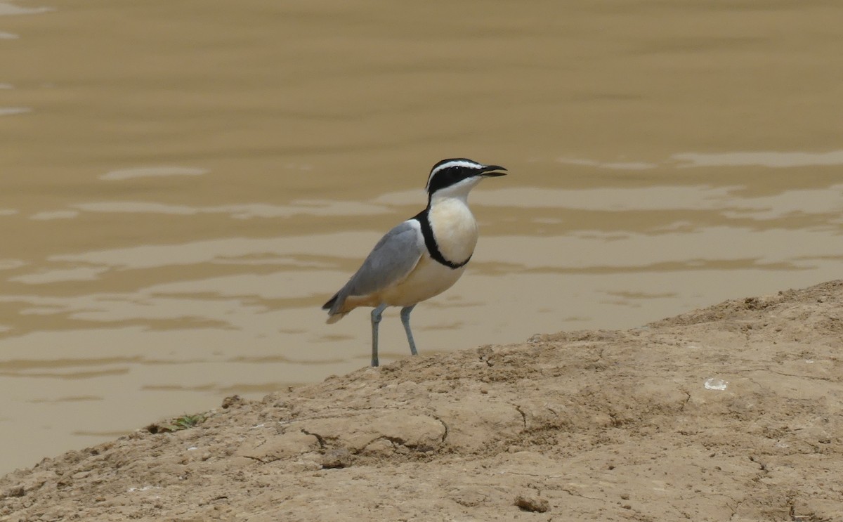 Egyptian Plover - Peter Dunwiddie