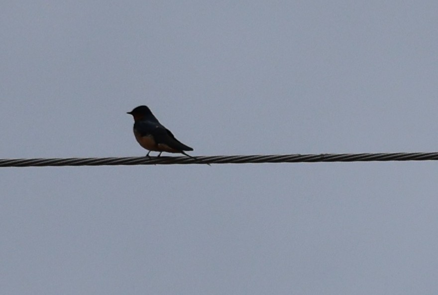 Barn Swallow - ML617679572