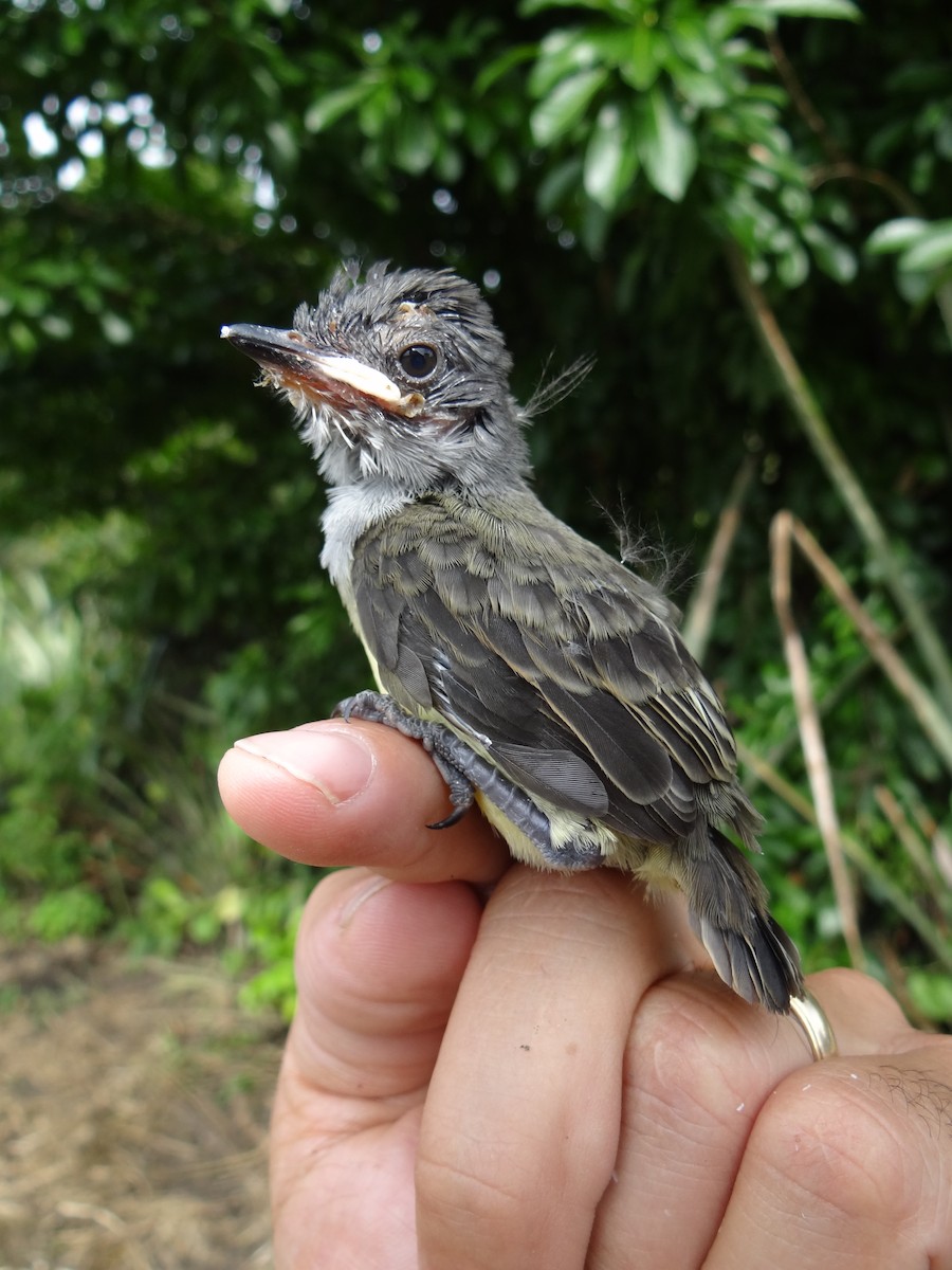 Sooty-crowned Flycatcher - ML617679579