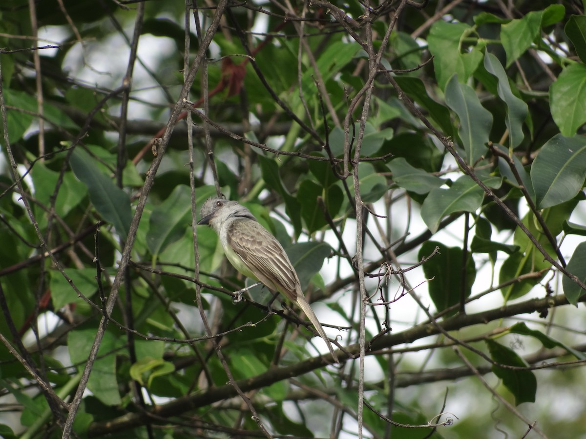 Sooty-crowned Flycatcher - Francisco Sornoza