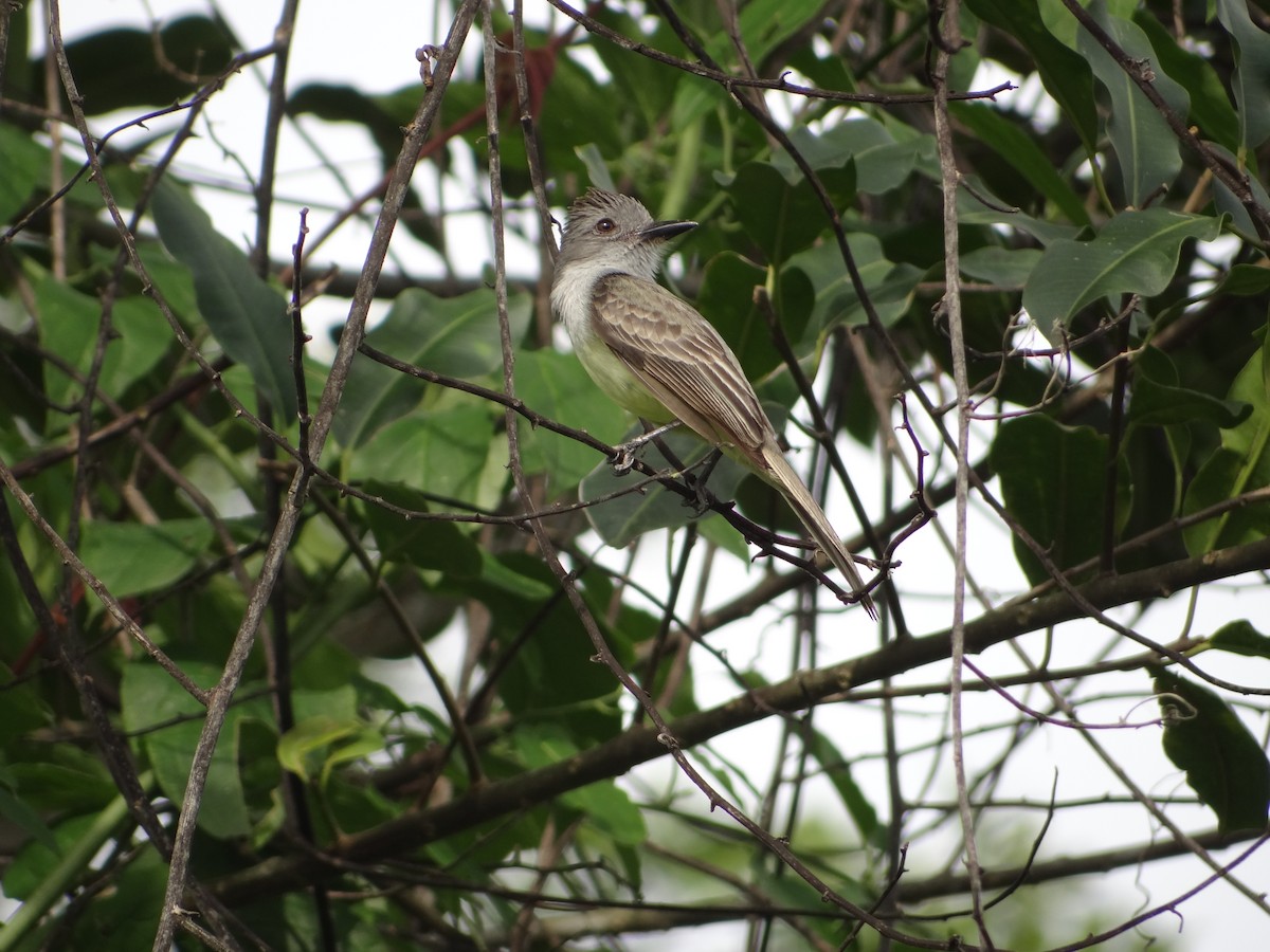 Sooty-crowned Flycatcher - ML617679581