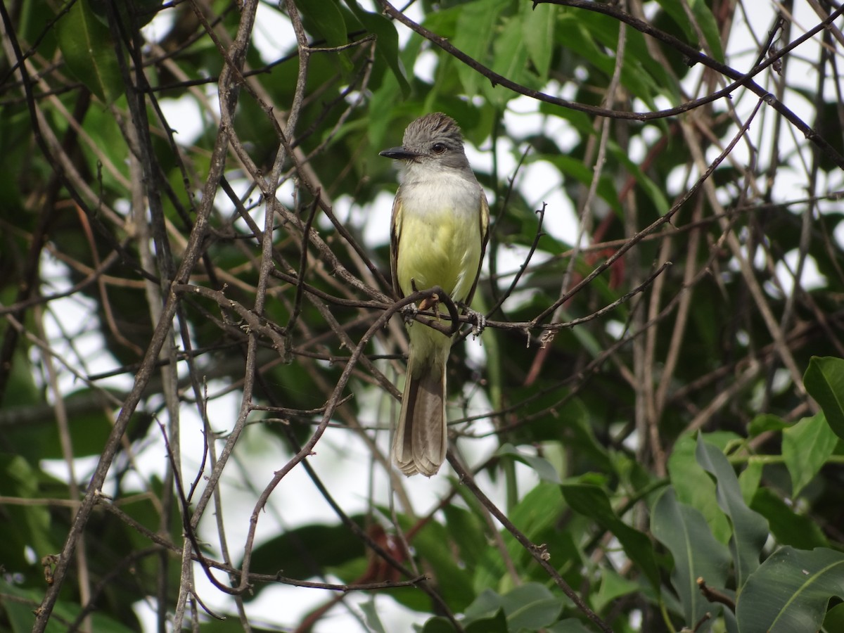 Sooty-crowned Flycatcher - Francisco Sornoza