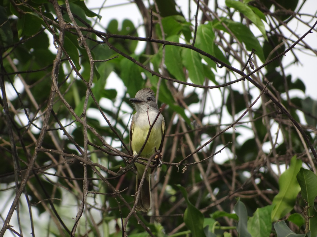 Sooty-crowned Flycatcher - Francisco Sornoza