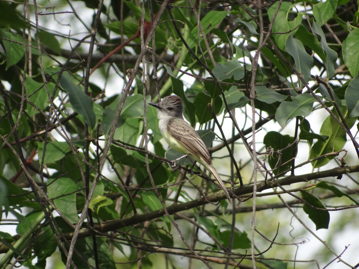 Sooty-crowned Flycatcher - Francisco Sornoza