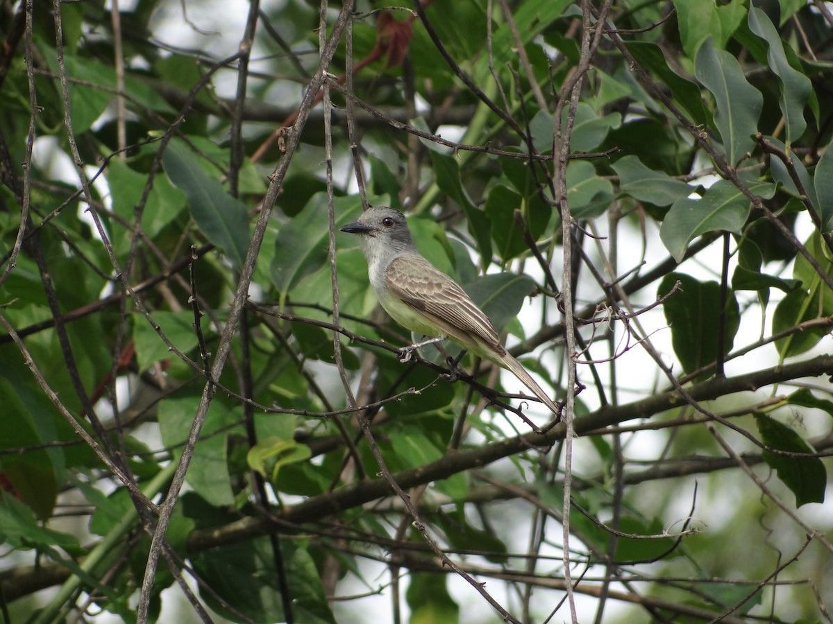 Sooty-crowned Flycatcher - Francisco Sornoza