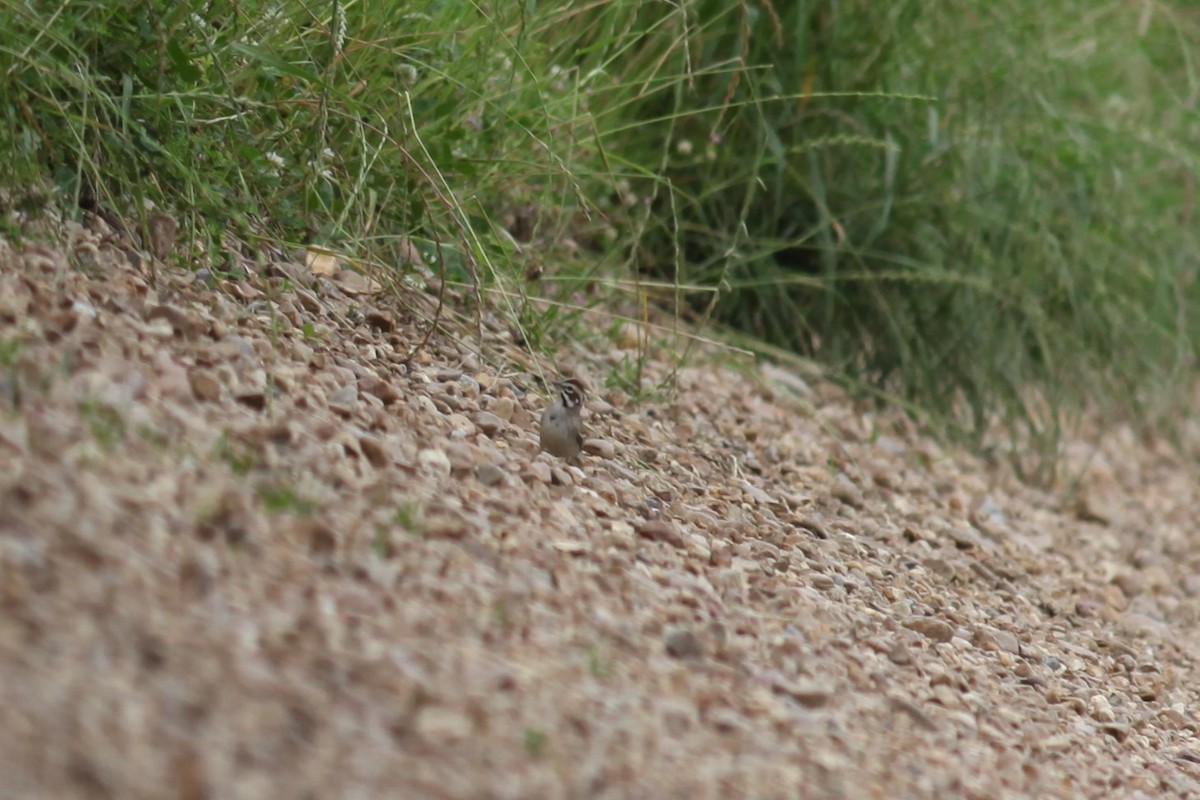 Lark Sparrow - ML617679617