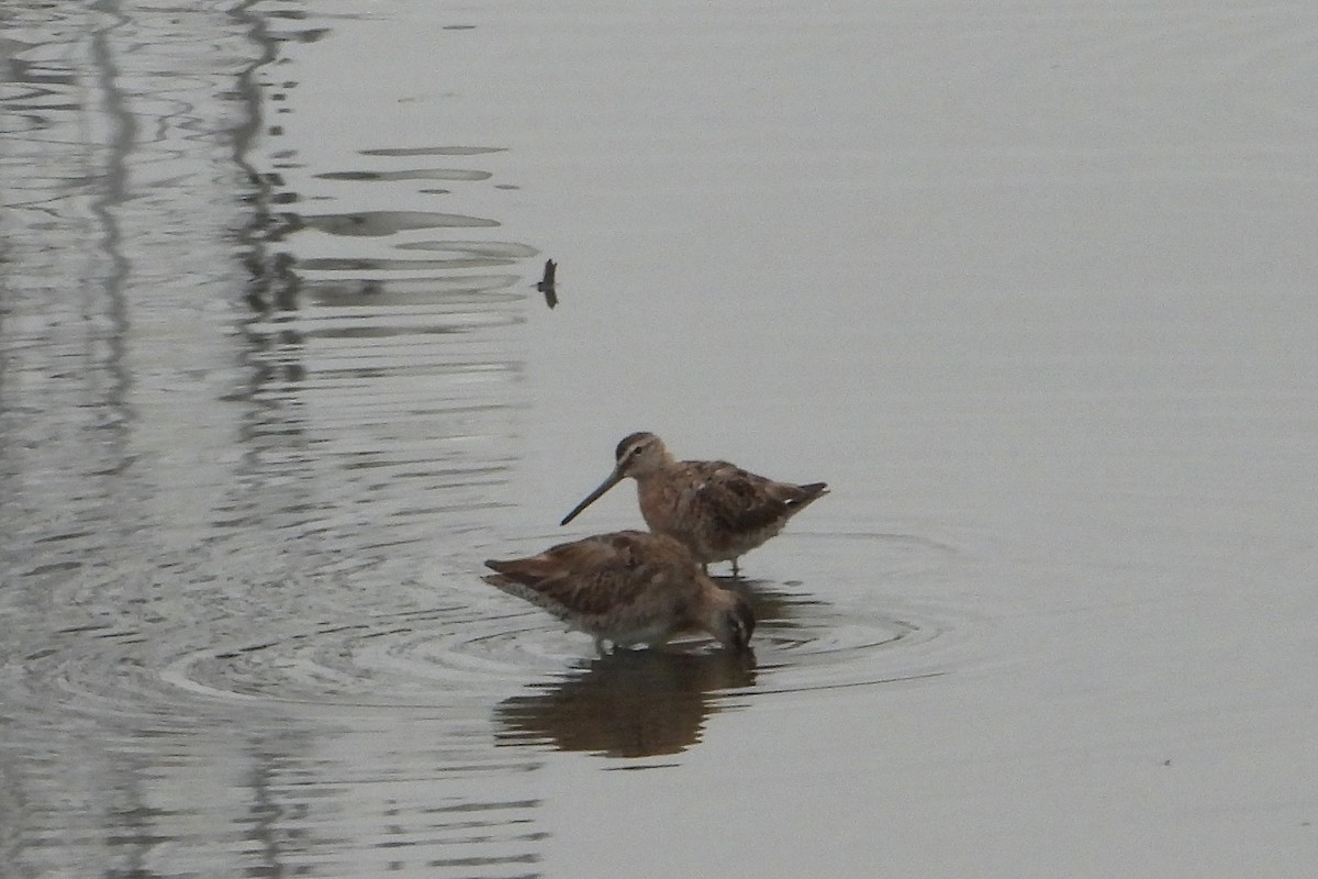 Long-billed Dowitcher - Doug Lithgow