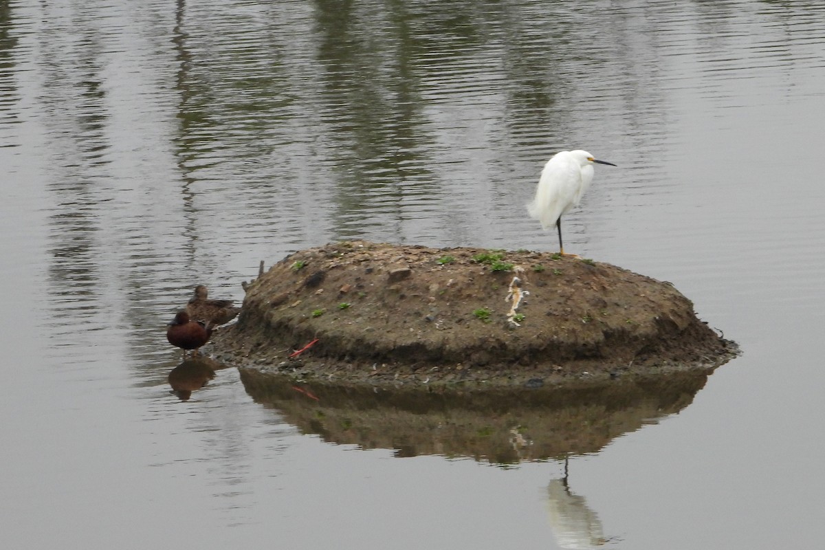 Snowy Egret - Doug Lithgow