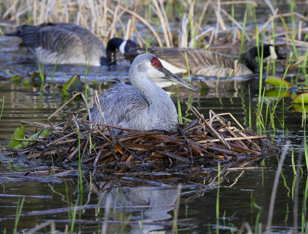 Sandhill Crane - ML617679694