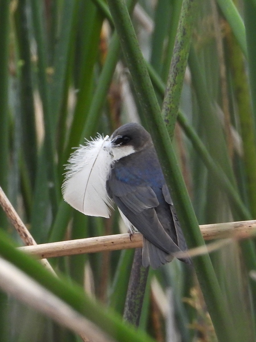 Tree Swallow - Doug Lithgow