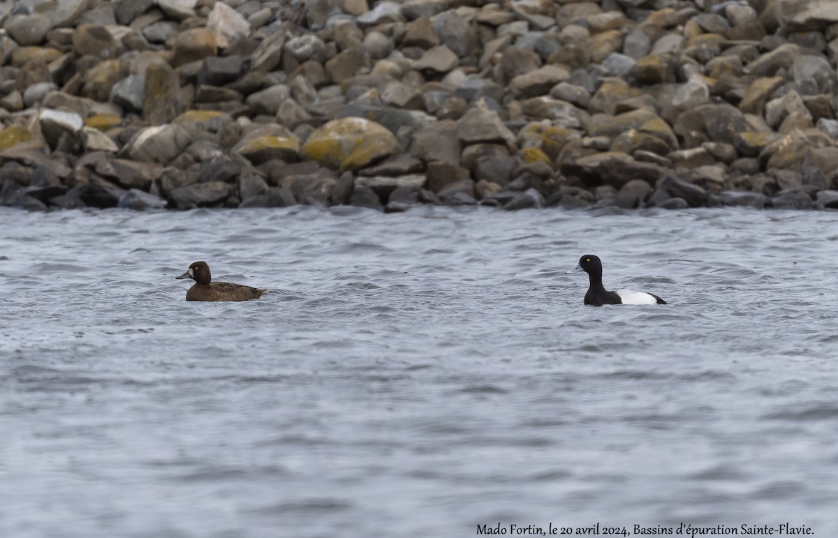 Lesser Scaup - madeleine fortin