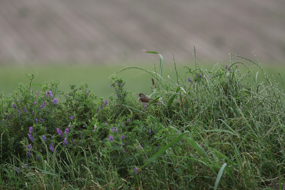 Dickcissel d'Amérique - ML617679756