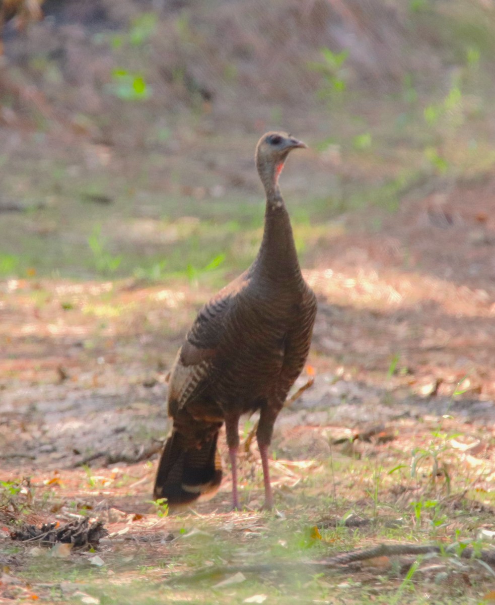 Wild Turkey - ML617679799