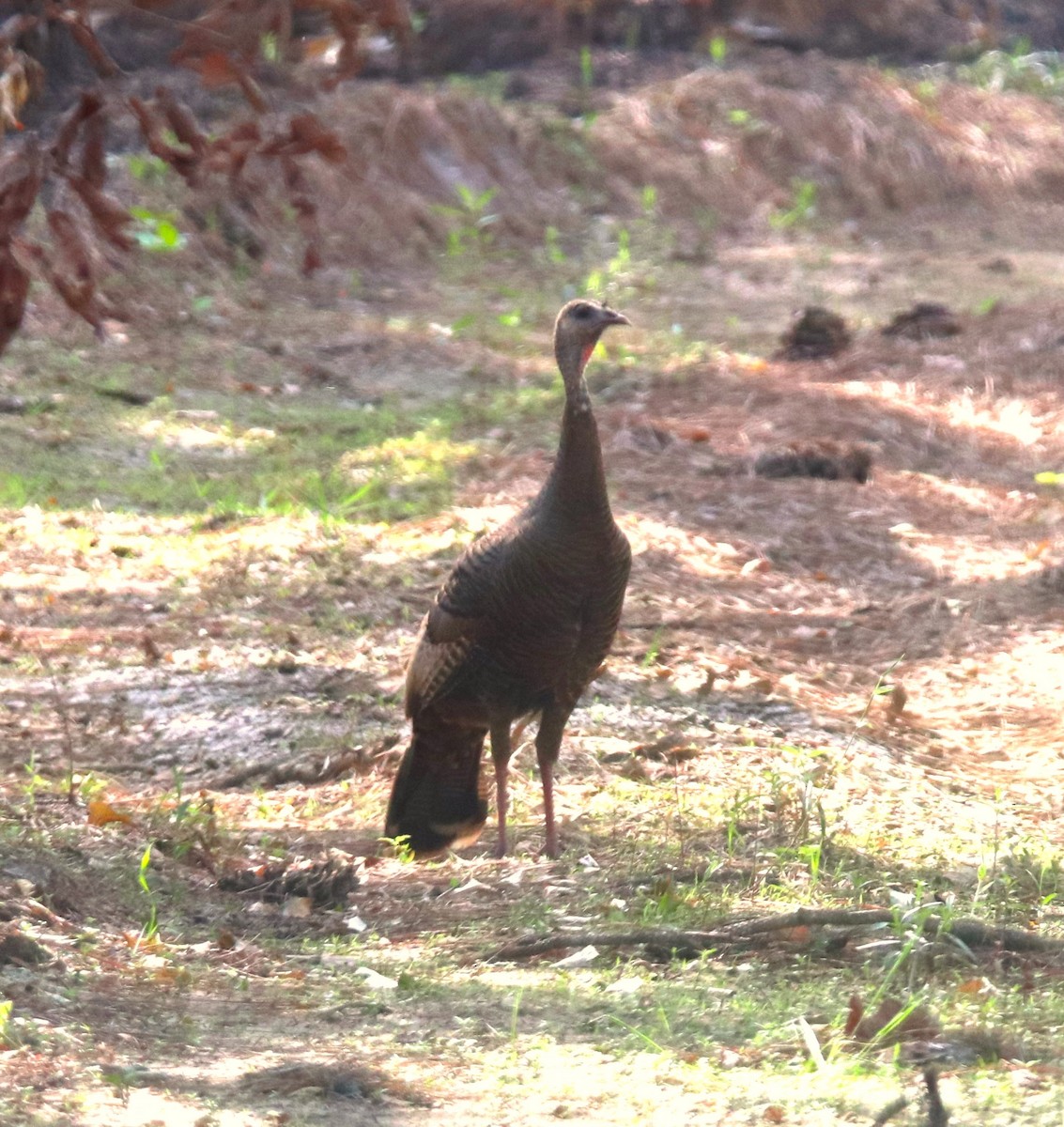 Guajolote Gallipavo - ML617679800