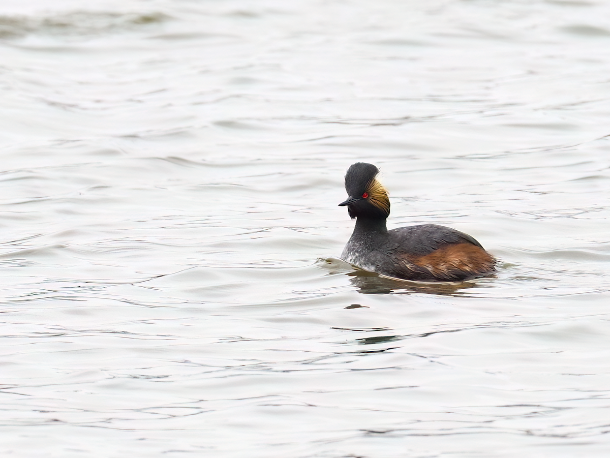 Eared Grebe - ML617679822