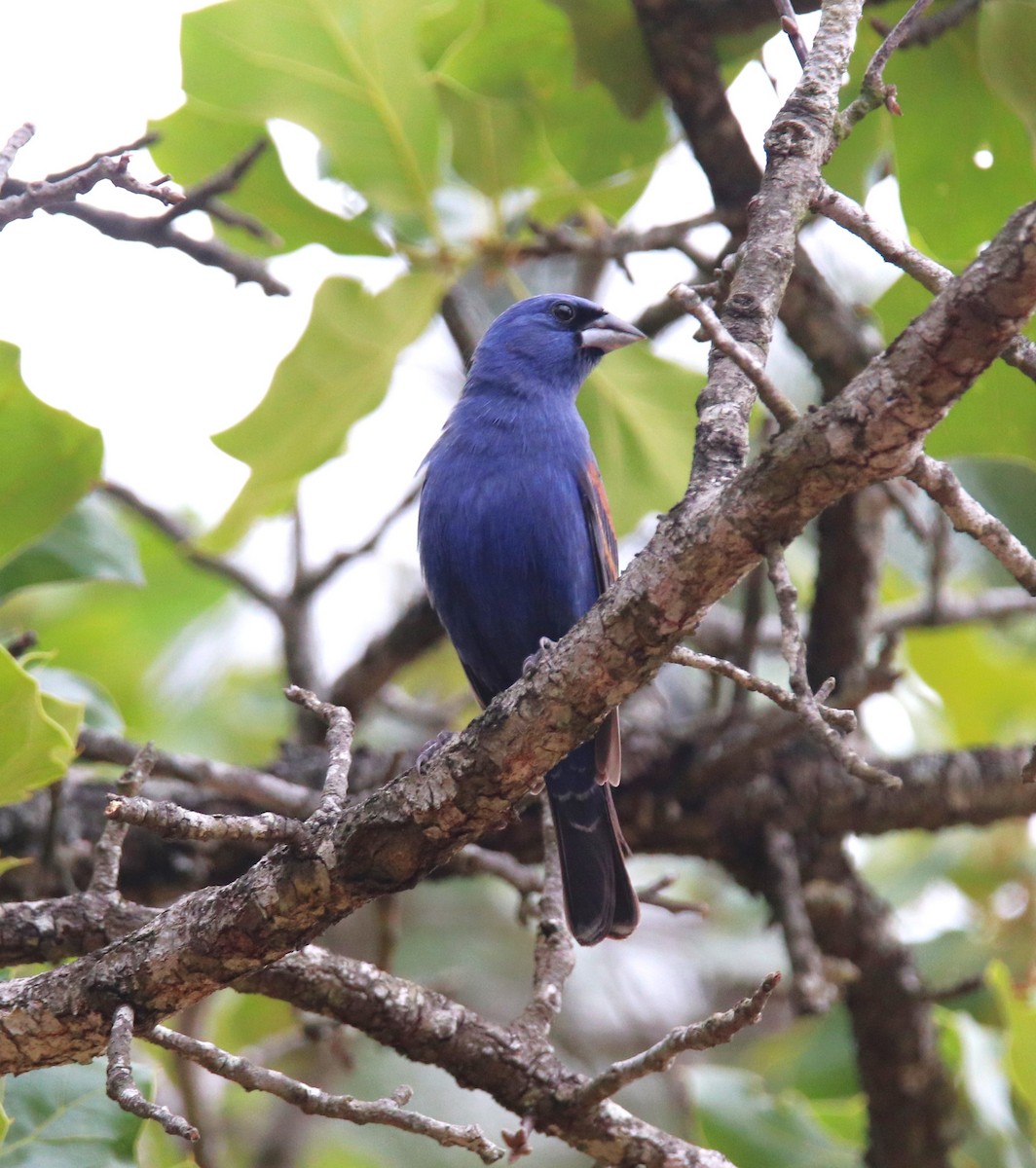 Guiraca bleu - ML617679823