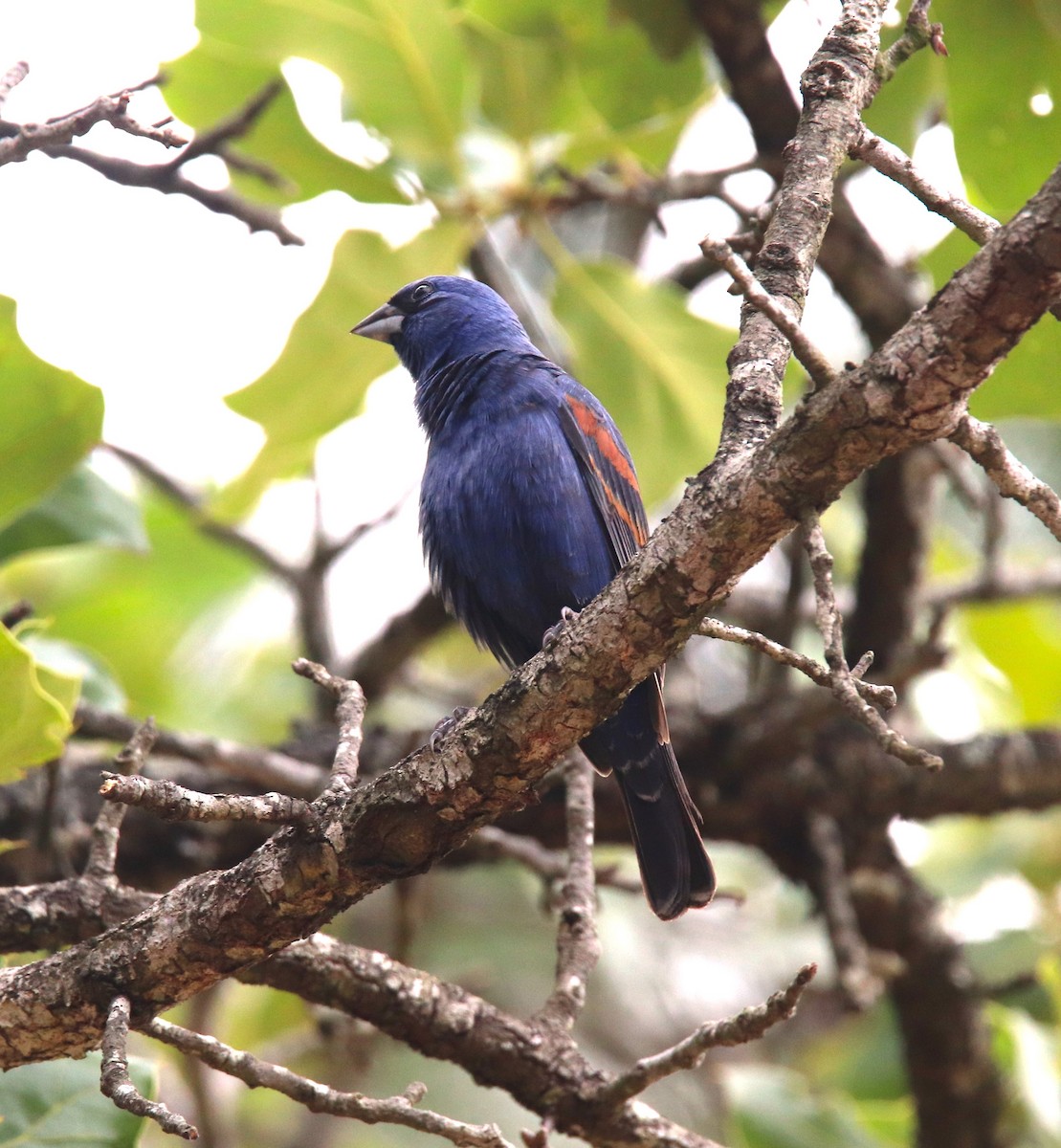 Blue Grosbeak - Jon Wise