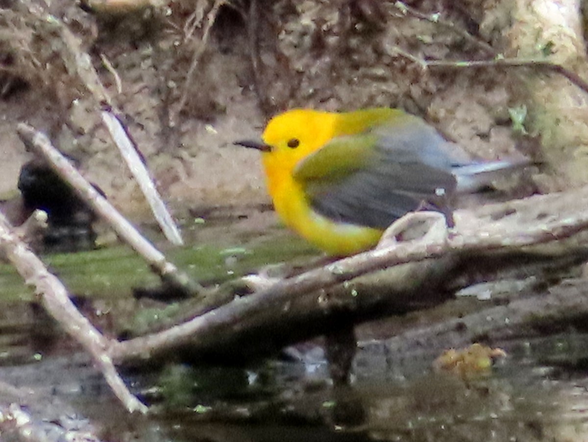 Prothonotary Warbler - Charles Henrikson