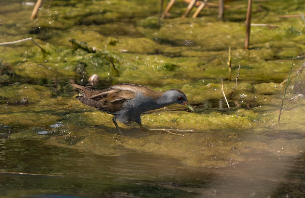 Little Crake - ML617679850