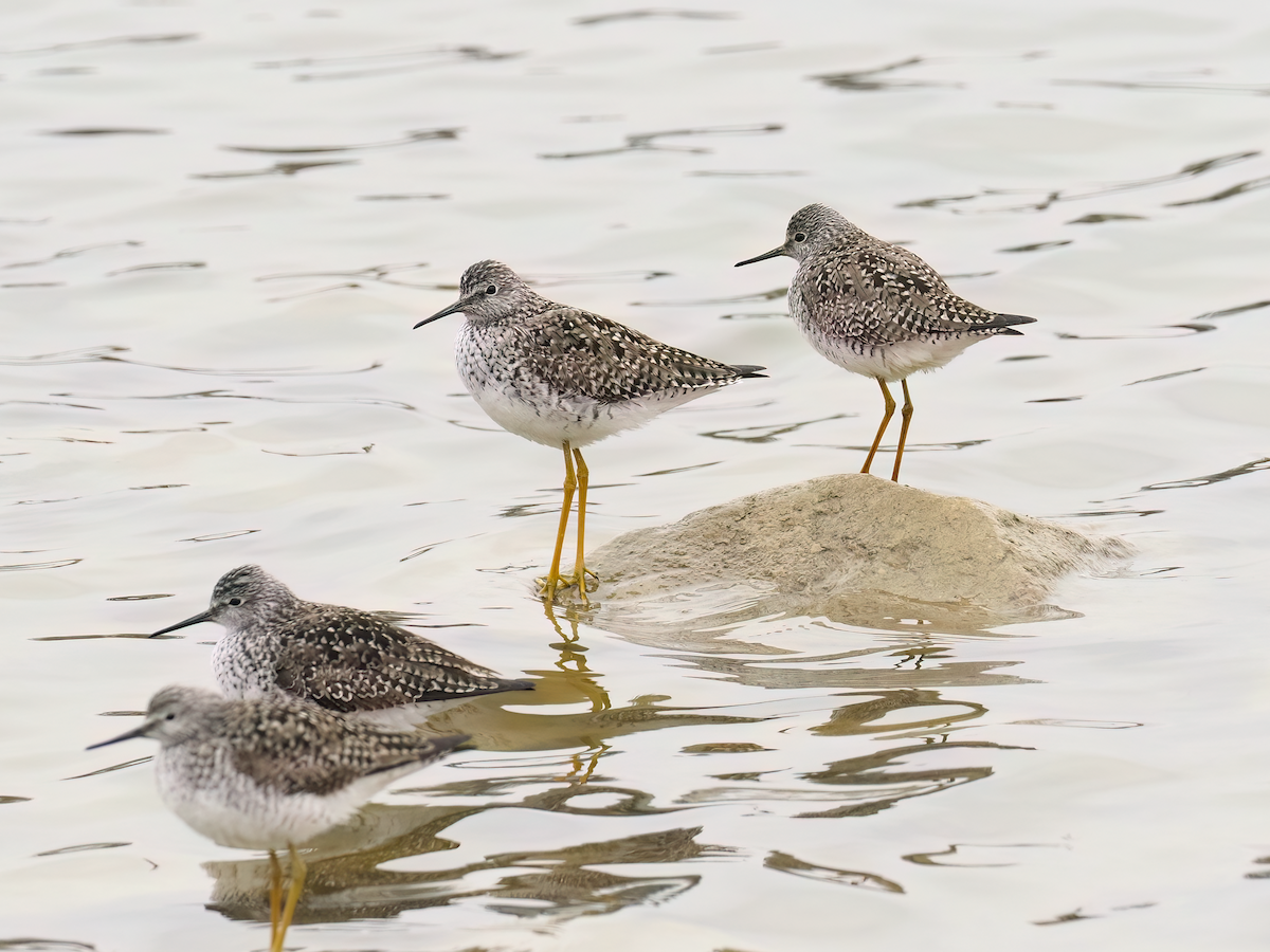 Lesser Yellowlegs - John Bruder