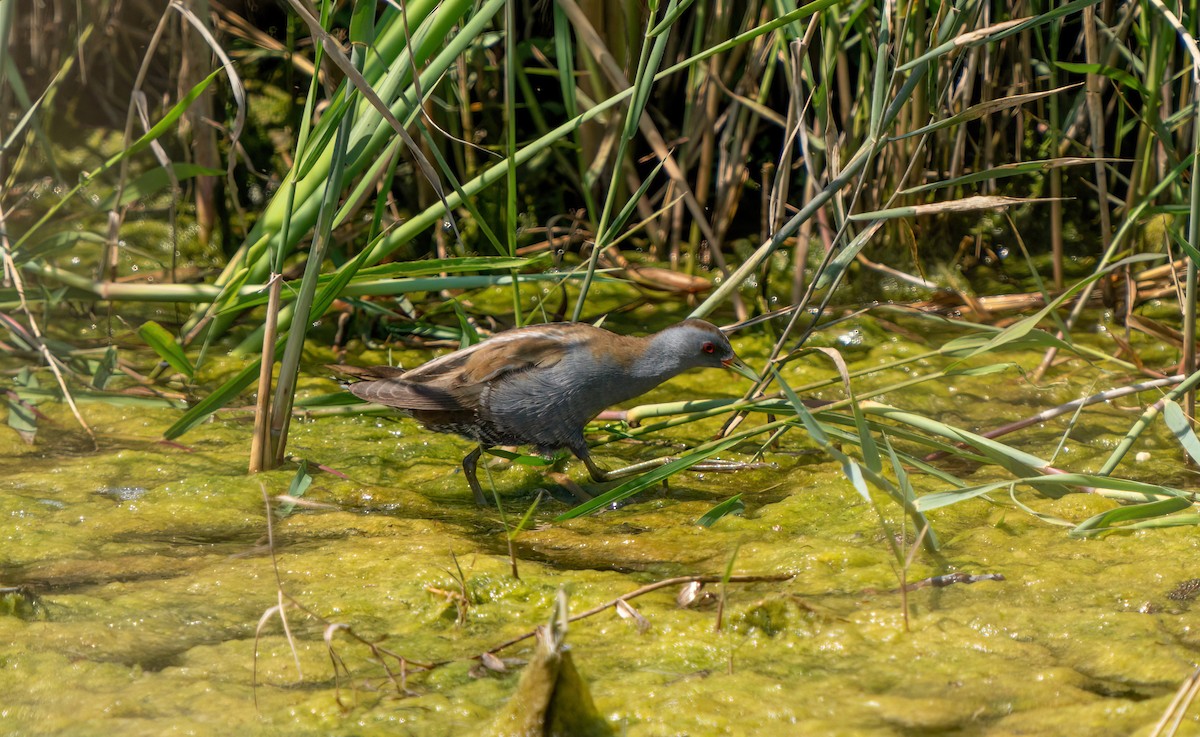 Little Crake - ML617679853