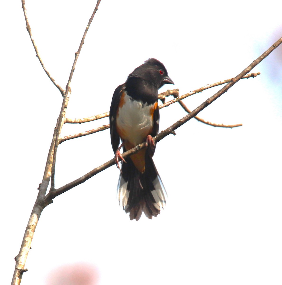 Eastern Towhee - ML617679857