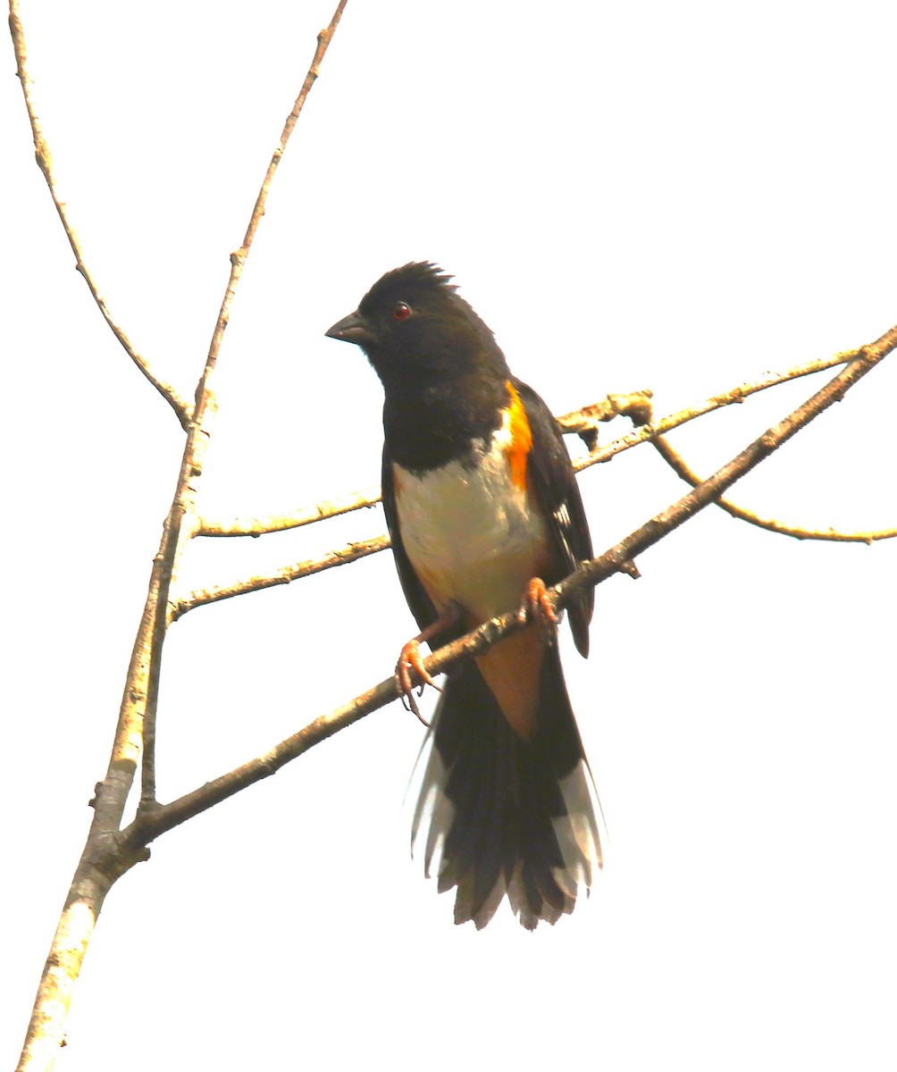 Eastern Towhee - Jon Wise