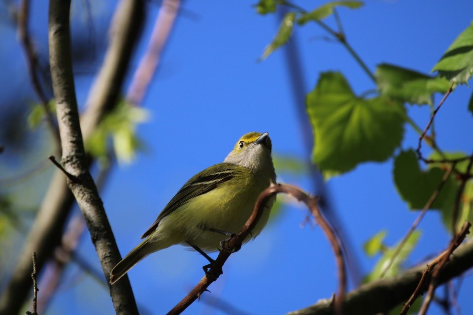 White-eyed Vireo - ML617679917