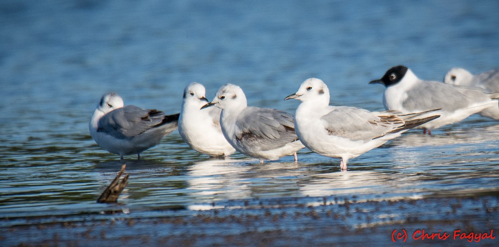 Mouette de Bonaparte - ML617679919