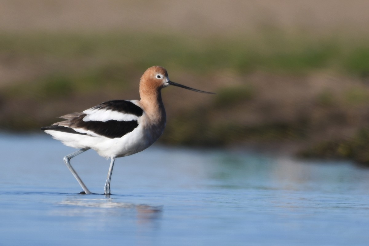 Avocette d'Amérique - ML617680004