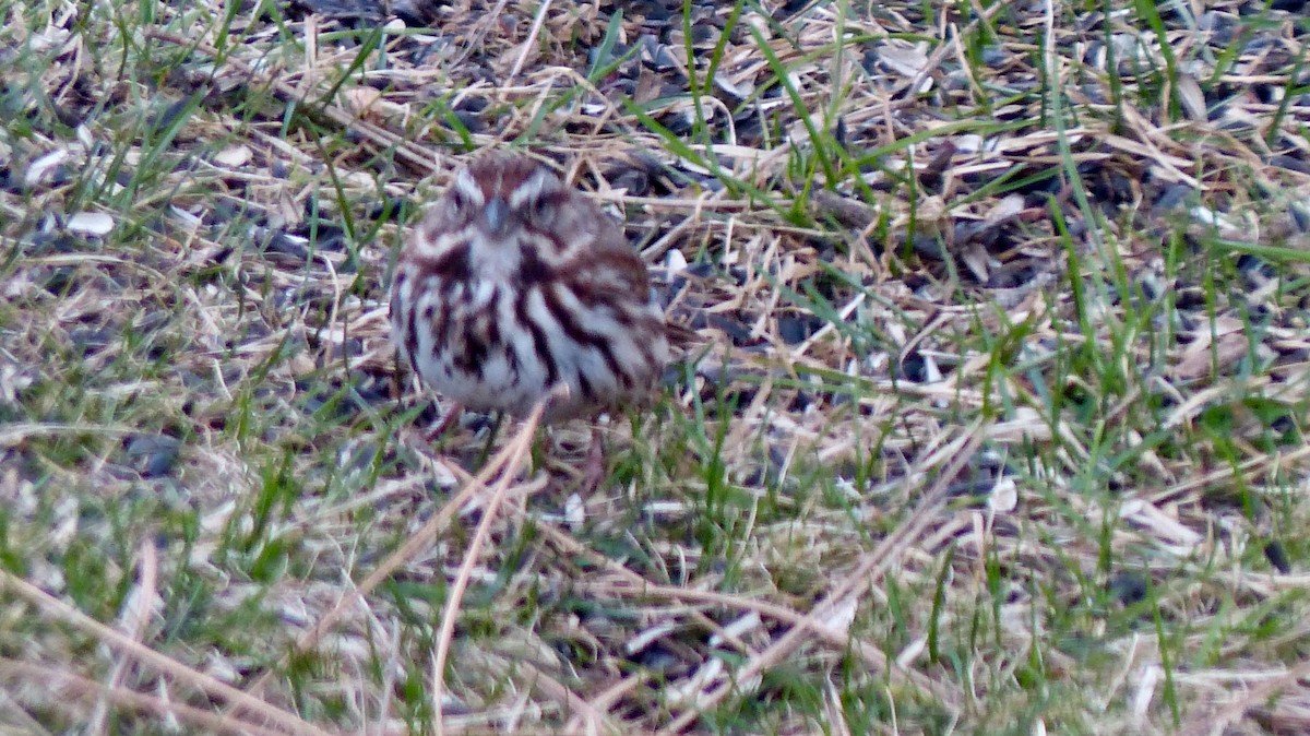 Song Sparrow - ML617680024