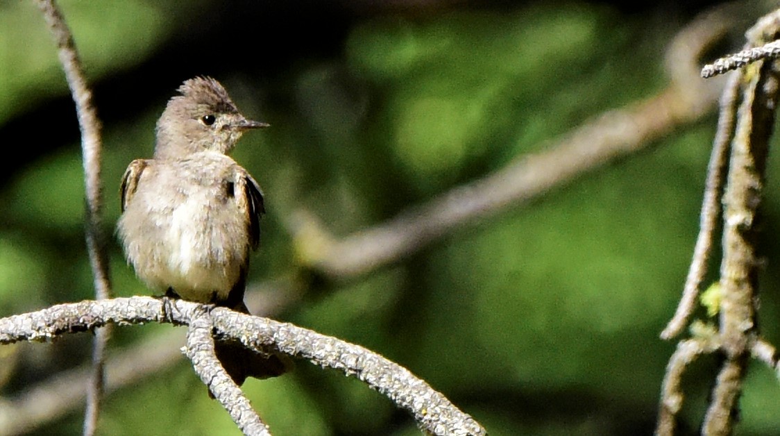 Western Wood-Pewee - ML617680046